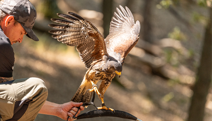 castelfalfi-adventure-park-falco